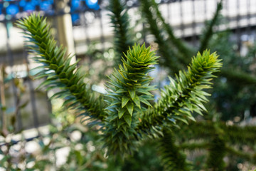 branch and leaves of chilean fir tree, or monkey puzzle tree, auracaria araucana