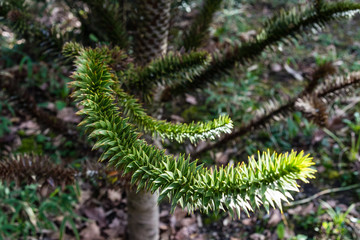 branch and leaves of chilean fir tree, or monkey puzzle tree, auracaria araucana