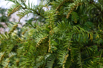 fir tree with branch and leaves, cephalotaxus harringtonia drupacea from japan