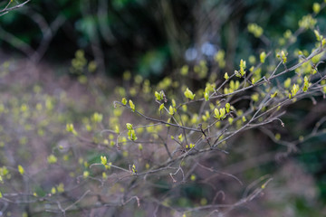fragile plant with yellow bud, ligustrum obtusifolium