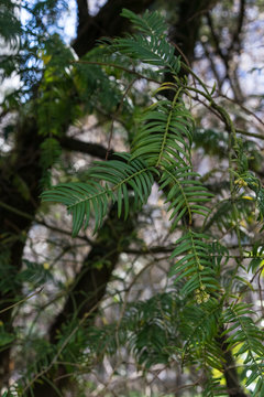 fir tree with branch and leaves, cephalotaxus harringtonia drupacea from japan