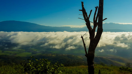 Obraz premium Panoramic View Of Agricultural Field Against Sky in Chiang Mai Thailand.
