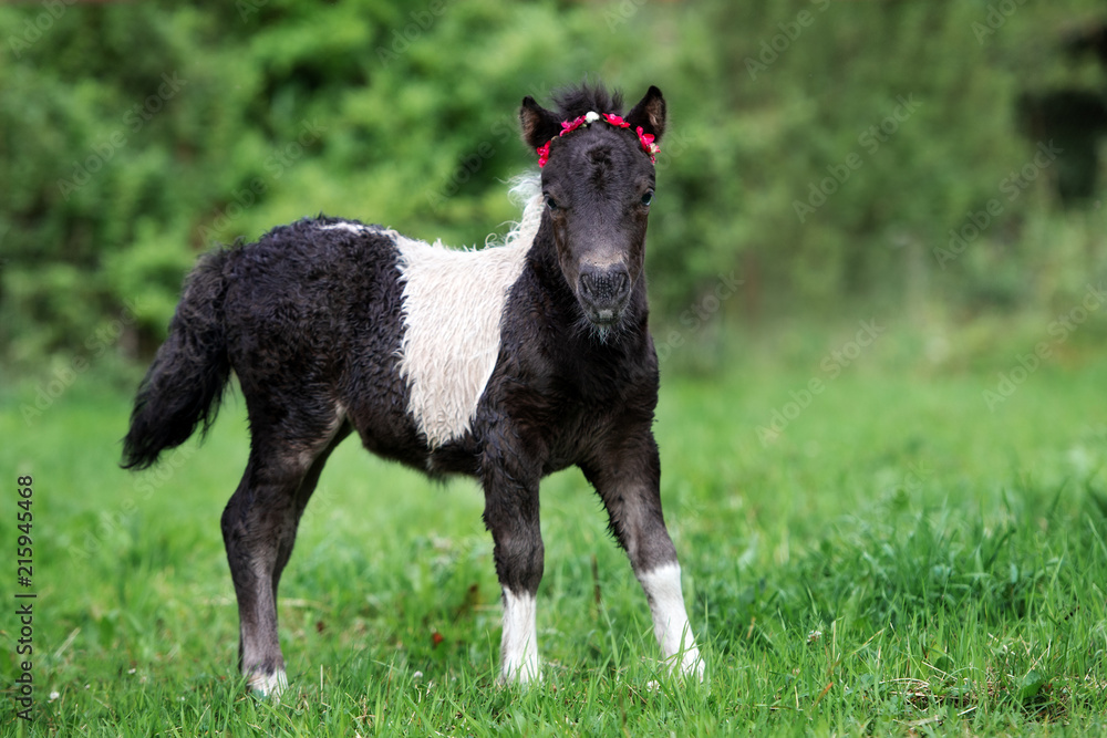 Wall mural shetland pony foal posing on grass 