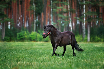 beautiful shetland pony runs on grass