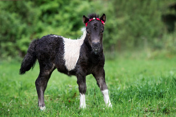 shetland pony foal posing on grass 