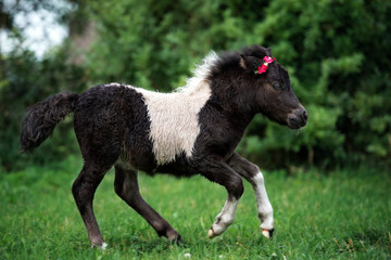 shetland pony foal running on grass