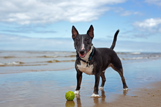 happy english bull terrier dog standing on the sea beach