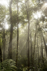 Naklejka premium Sonnenstrahlen im Regenwald