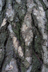 Old tree trunk close up of Austrian Pine, Pinus nigra