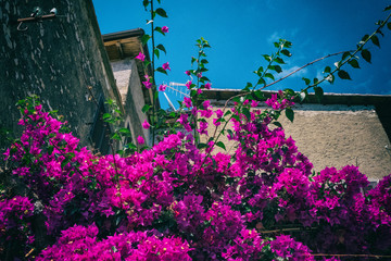 Beautiful bougainvillea flower with stone walls of houses of a medieval town with blue sky. Perfect wallpaper background. Sermoneta. Italy. No people.