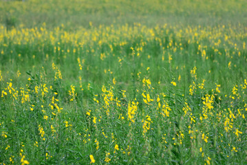 Yellow flower field farm in Thailand