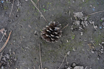 pine cone on brown earth ground