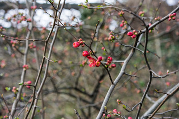 quince plant with ripe red fruits, chaenomeles speciosa from china