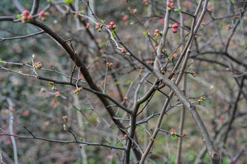 quince plant with ripe red fruits, chaenomeles speciosa from china