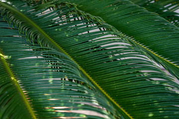decorative palm leaf for background of Cycas revoluta also called sago palm