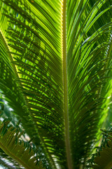Fototapeta na wymiar decorative palm leaf for background of Cycas revoluta also called sago palm