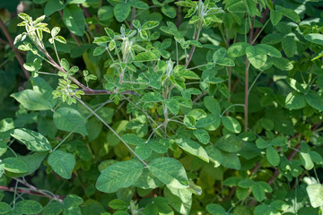 green leaves for background of crotalaria agatiflora
