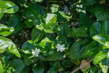 Jasminum sambac oleacea, arabic jasmin flower
