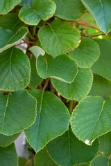 kiwi plant branch with leaves, actinidia deliciosa actinidiaceae