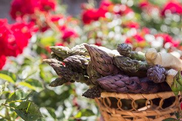 Set of raw white, green, purple asparagus on rose flower background.