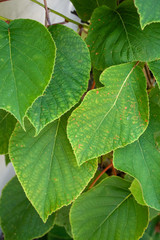 kiwi plant branch with leaves, actinidia deliciosa actinidiaceae