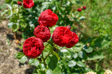 Multiple Bright red roses with buds on a background of a green bush