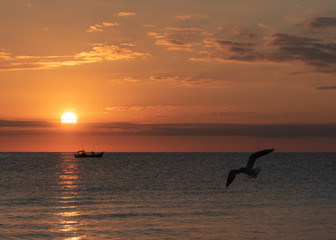 Fischerboot und Möwe - Sonnenuntergang