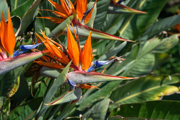 Orange Bird of Paradise flower, Strelitzia reginae, on green garden background