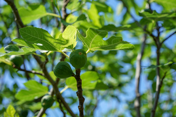 ripe fruit on fig tree and blue sky, ficus carica moraceae