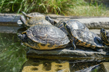 several Yellow-bellied slider in pond, known as trachemys scripta