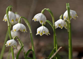 Obraz premium Leukojum verum - Märzenbecher