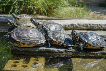 several Yellow-bellied slider in pond, known as trachemys scripta