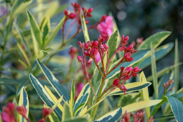 toxic pink red plant close up view, nerium oleander apocynaceae