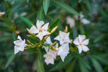 White oleander flowers, Nerium Oleander, from the Mediterranean Sea