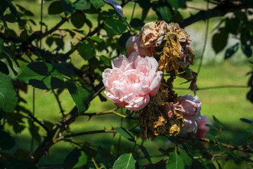 withered rose bud in garden