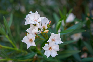 White oleander flowers, Nerium Oleander, from the Mediterranean Sea