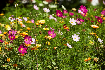 Fototapeta premium Sommerblumen