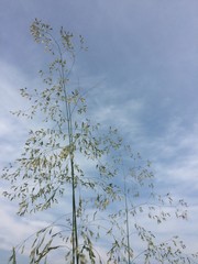 Blue sky green grass