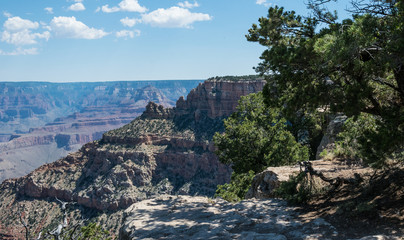 Trees on the edge of the Grand Canyon cliff, Arizona
