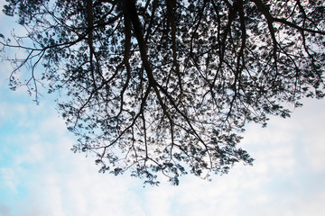 vanilla blue sky with clouds and tree , landscape view outdoor at countryside