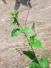 Wildflowers