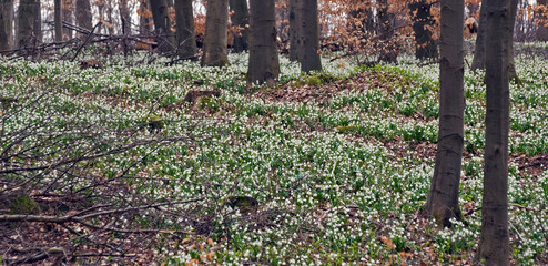 wei&szlig;er Bl&uuml;tenteppich 