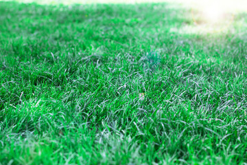 Green background texture, selective focus