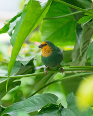 small bird on a branch
