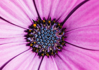 Pink Osteospermum