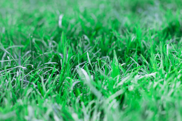Green grass background texture, selective focus
