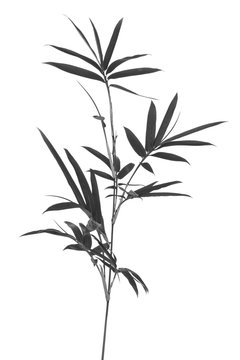  bambou en noir et blanc