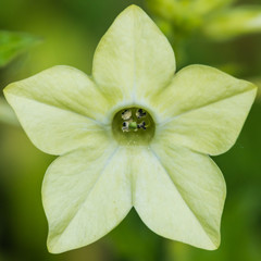 Lime Green Nicotiana