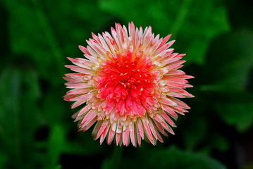 close up pink Flower