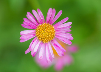 Obraz premium Fading Erigeron